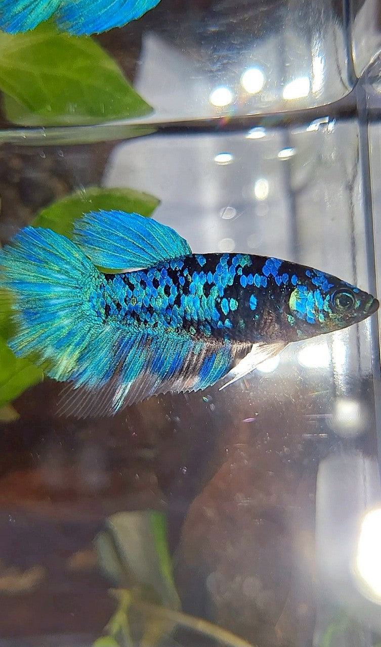 FEMALE HALFMOON BLACK GALAXY BLUE AVATAR BETTA FISH
