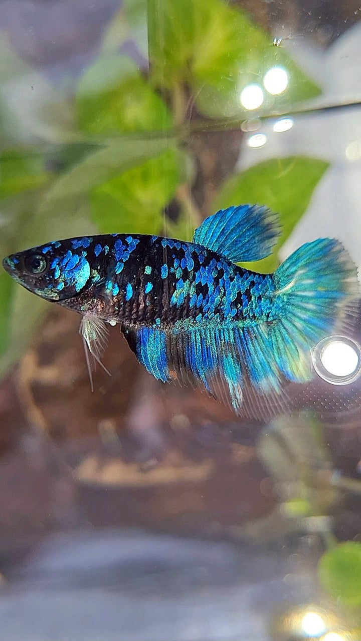 FEMALE HALFMOON BLACK GALAXY BLUE AVATAR BETTA FISH