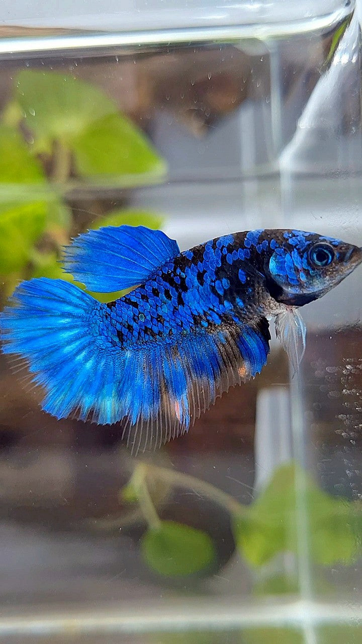 FEMALE HALFMOON BLACK GALAXY BLUE AVATAR BETTA FISH