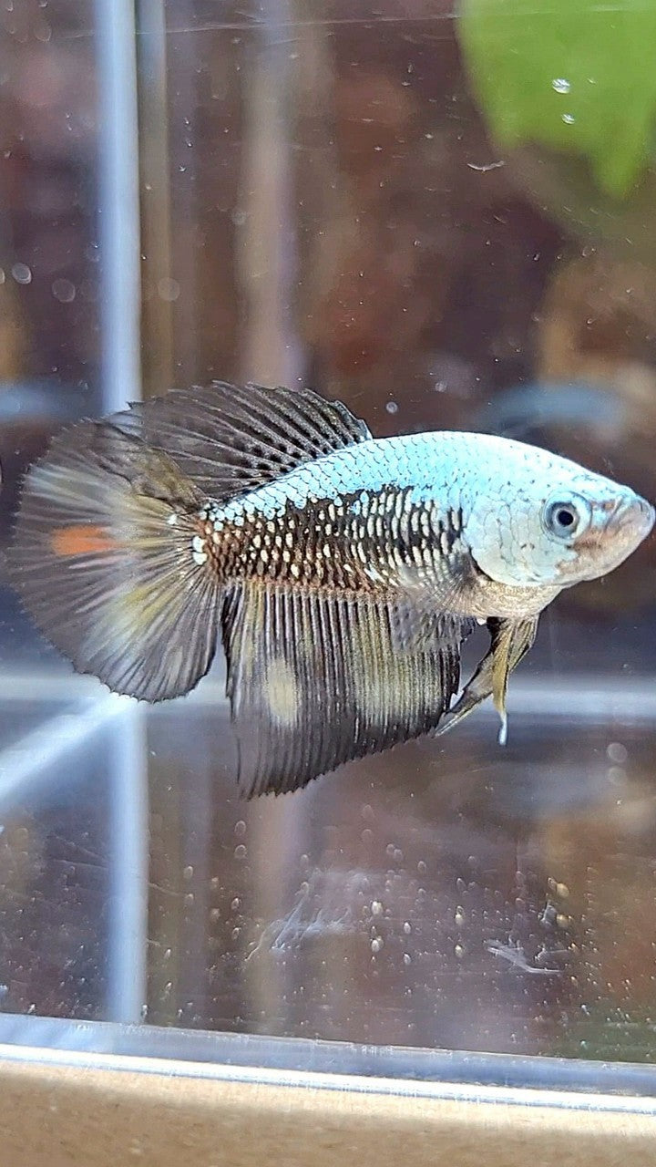 FEMALE HALFMOON BLACK SAMURAI COPPER BETTA FISH