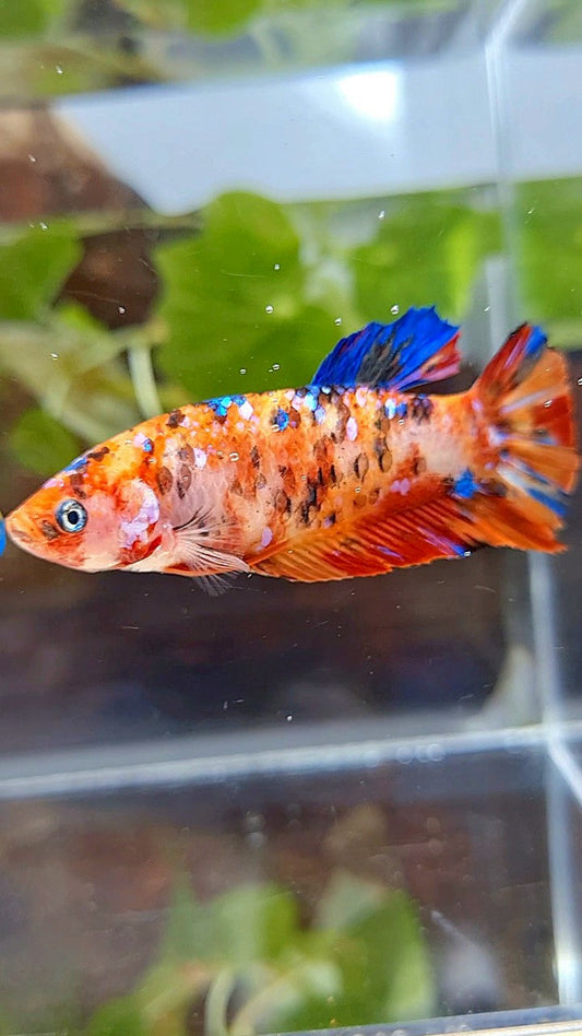 FEMALE GIANT PLAKAT BO 5CM+ ORANGE GALAXY MULTICOLOR BETTA FISH