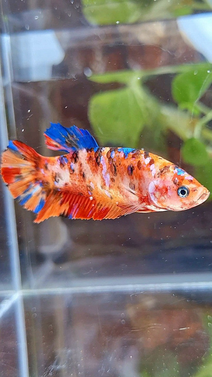 FEMALE GIANT PLAKAT BO 5CM+ ORANGE GALAXY MULTICOLOR BETTA FISH
