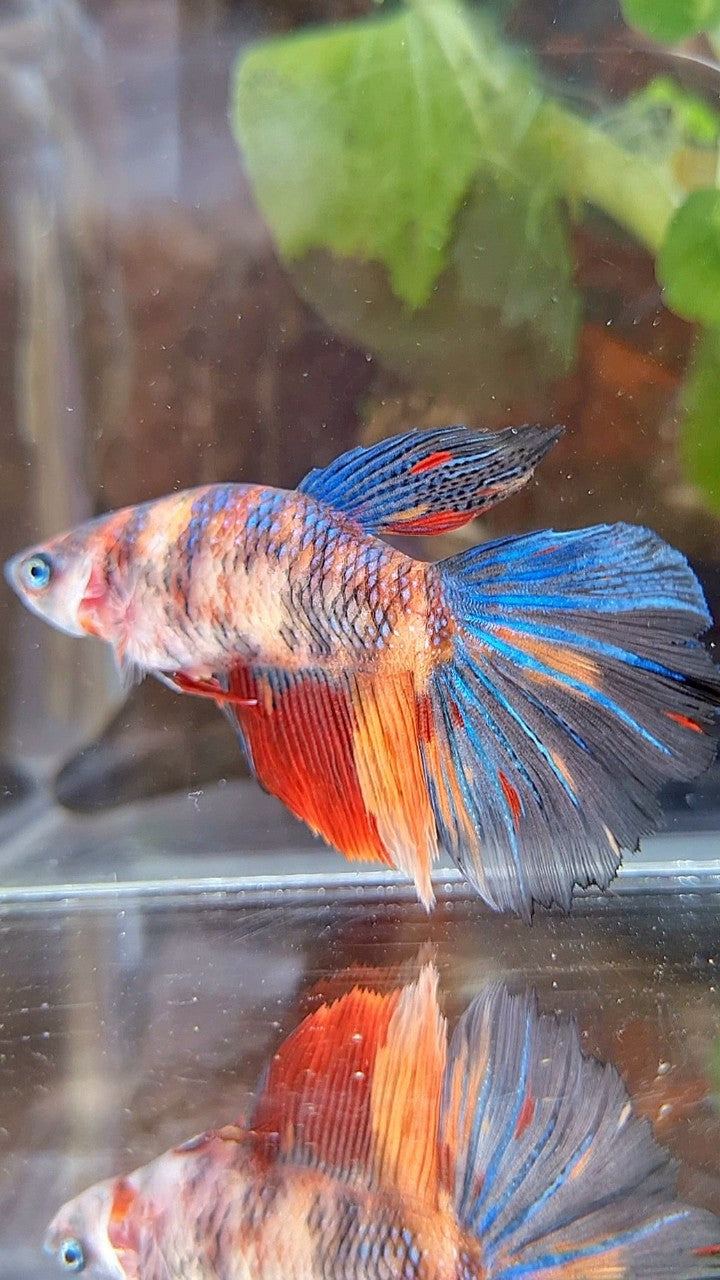 FEMALE GIANT HALFMOON BO 4,5CM+ TIGER MULTICOLOR BETTA FISH