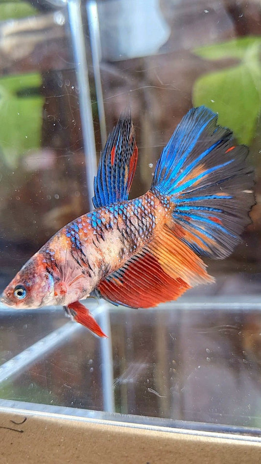 FEMALE GIANT HALFMOON BO 4,5CM+ TIGER MULTICOLOR BETTA FISH