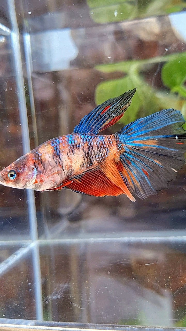 FEMALE GIANT HALFMOON BO 4,5CM+ TIGER MULTICOLOR BETTA FISH