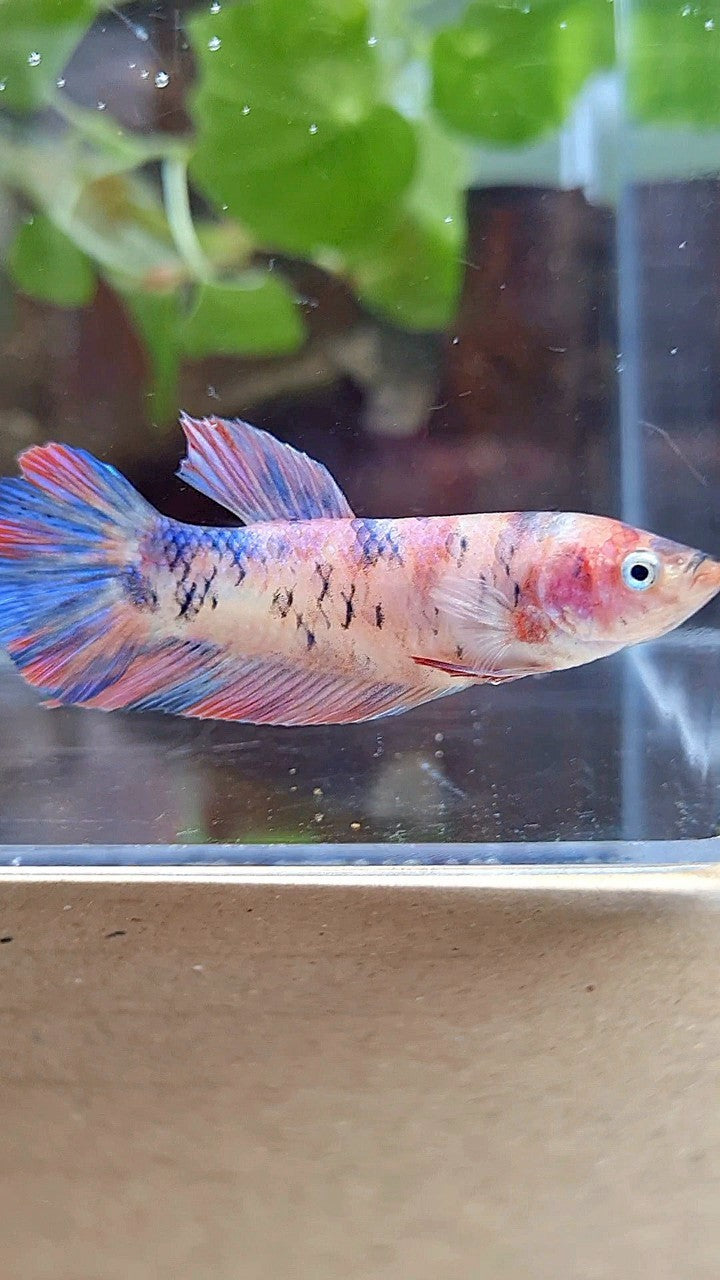 FEMALE GIANT PLAKAT BO 4,5CM ORANGE KOI PURPLE MULTICOLOR BETTA FISH