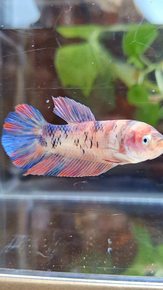 FEMALE GIANT PLAKAT BO 4,5CM ORANGE KOI PURPLE MULTICOLOR BETTA FISH