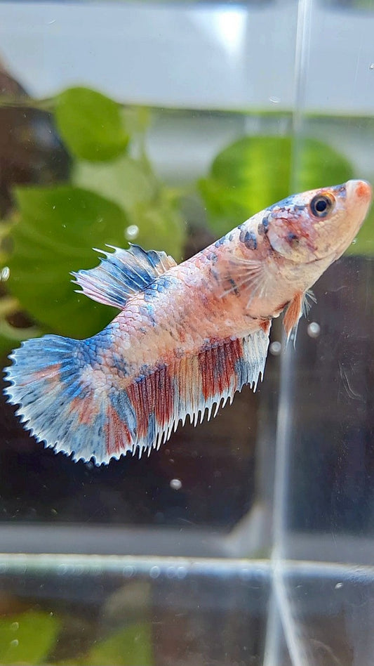 FEMALE CROWNTAIL PLAKAT PURPLE FANCY CANDY MULTICOLOR BETTA FISH