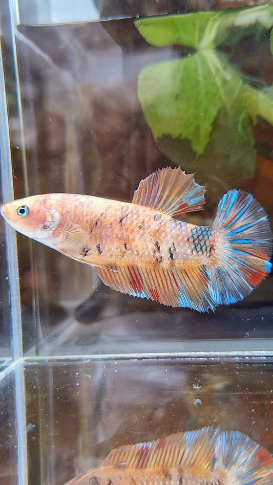 FEMALE GIANT PLAKAT BO 5,5CM ORANGE KOI MULTICOLOR BETTA FISH