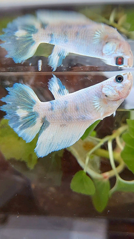 FEMALE XL HALFMOON WHITE BLUE MARBLE BETTA FISH