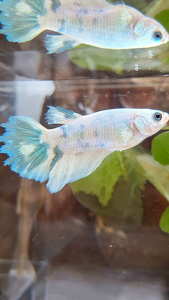 FEMALE XL HALFMOON WHITE BLUE MARBLE BETTA FISH