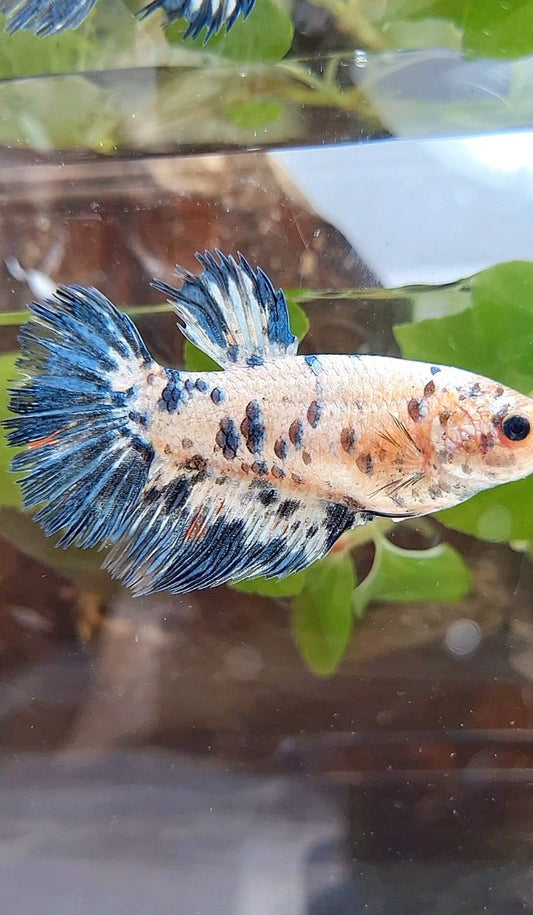 FEMALE GIANT CROWNTAIL HALFSUN BO 5CM+ BLUE DOTS DARK MARBLE BETTA FISH