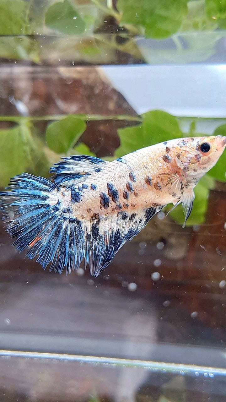 FEMALE GIANT CROWNTAIL HALFSUN BO 5CM+ BLUE DOTS DARK MARBLE BETTA FISH