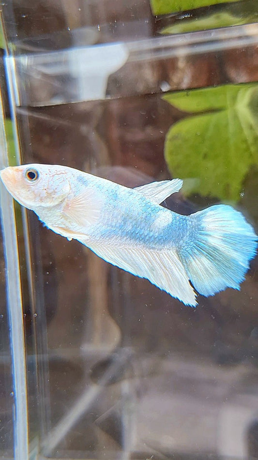 FEMALE XL HALFMOON WHITE BLUE MARBLE BETTA FISH