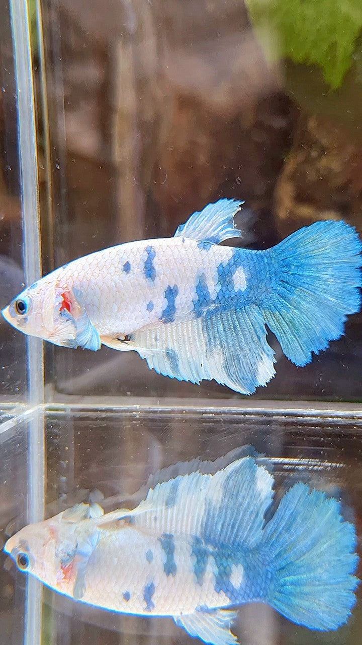 FEMALE XL HALFMOON WHITE BLUE MARBLE BETTA FISH