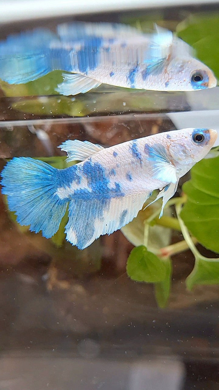 FEMALE XL HALFMOON WHITE BLUE MARBLE BETTA FISH