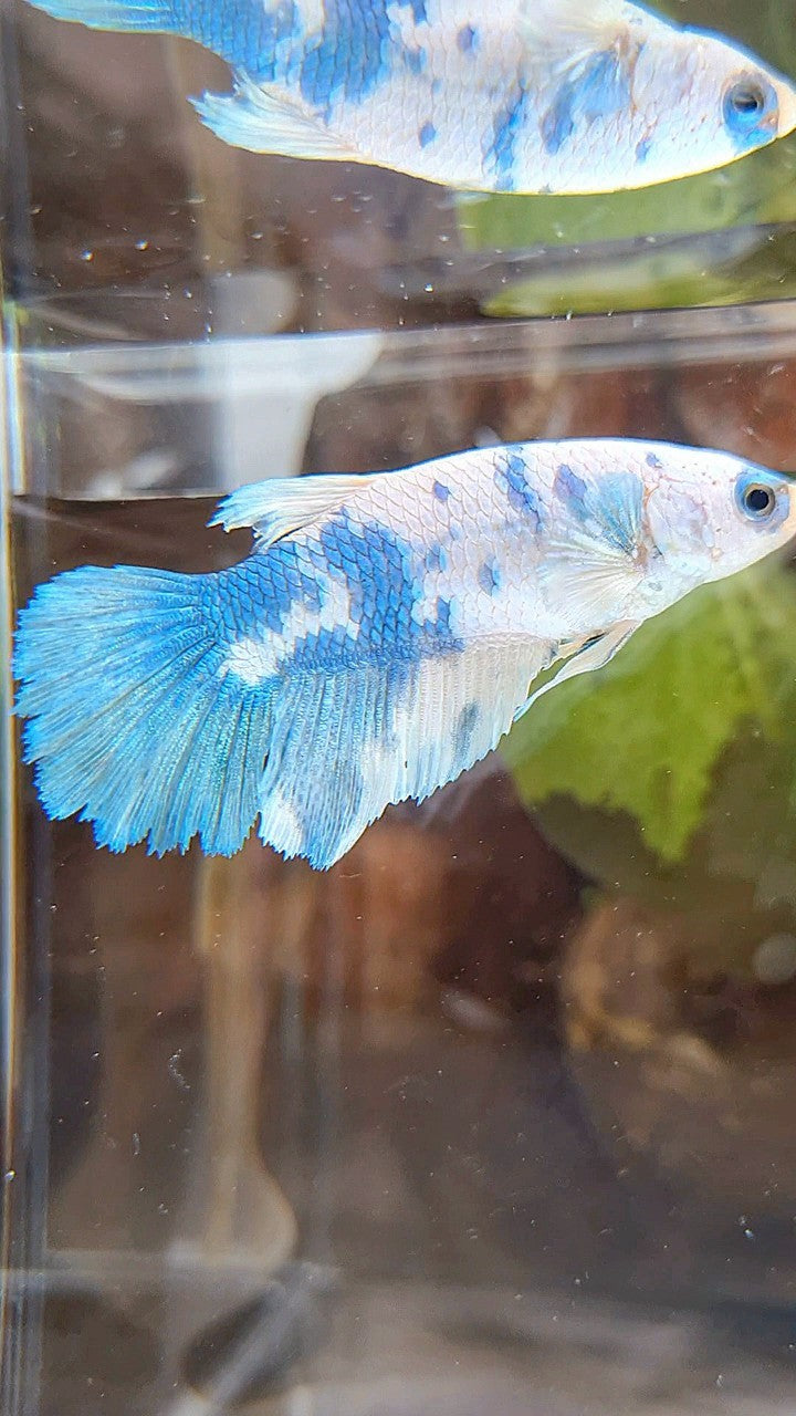 FEMALE XL HALFMOON WHITE BLUE MARBLE BETTA FISH