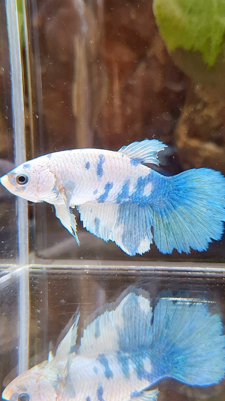 FEMALE XL HALFMOON WHITE BLUE MARBLE BETTA FISH