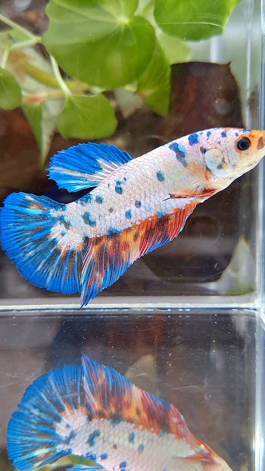 FEMALE GIANT PLAKAT BO 5,5CM FANCY WHITE BLUE NEMO MULTICOLOR BETTA FISH
