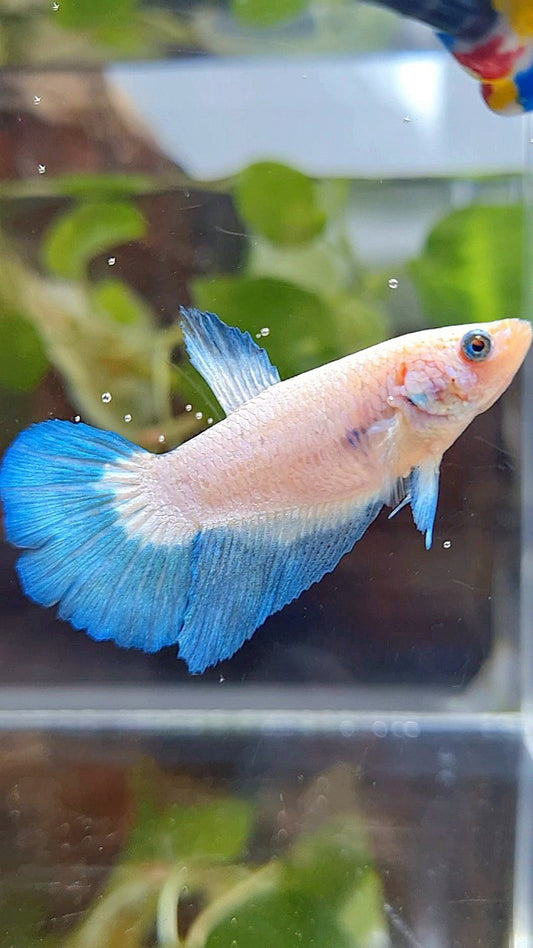 FEMALE HALFMOON BLUE RIM BICOLOR BETTA FISH
