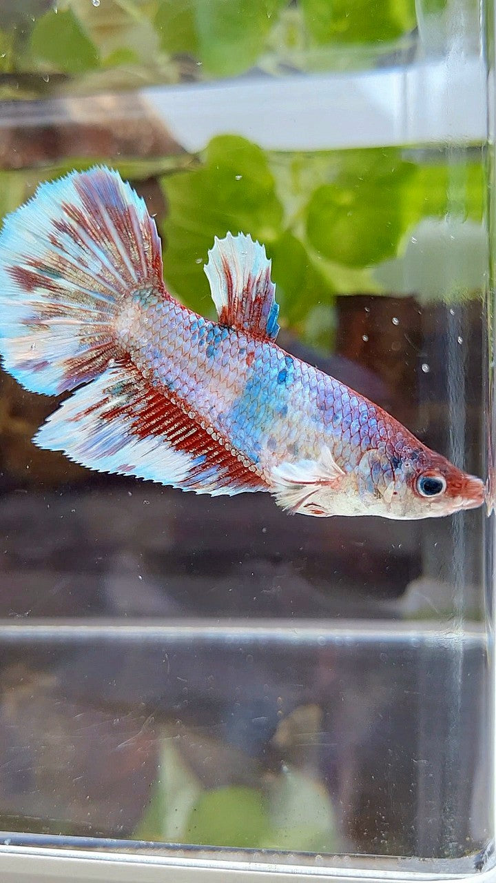 FEMALE GIANT HALFMOON BO 5CM+ BARONGSAI FANCY MULTICOLOR BETTA FISH