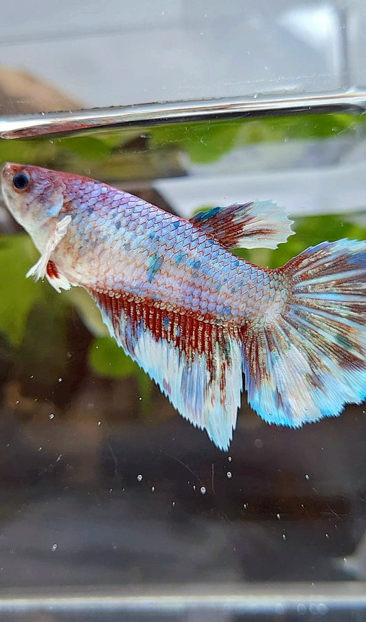FEMALE XL HALFMOON BARONGSAI FANCY MULTICOLOR BETTA FISH