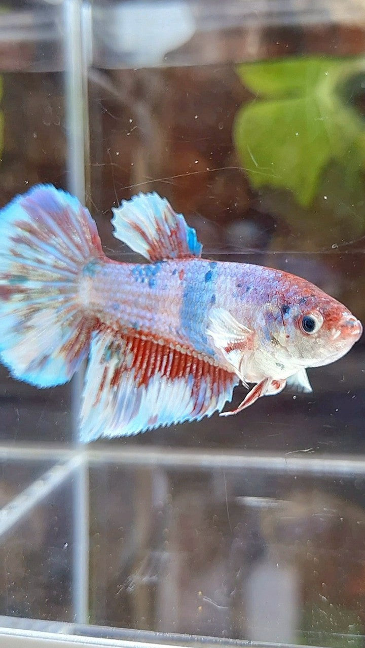 FEMALE GIANT HALFMOON BO 5CM+ BARONGSAI FANCY MULTICOLOR BETTA FISH