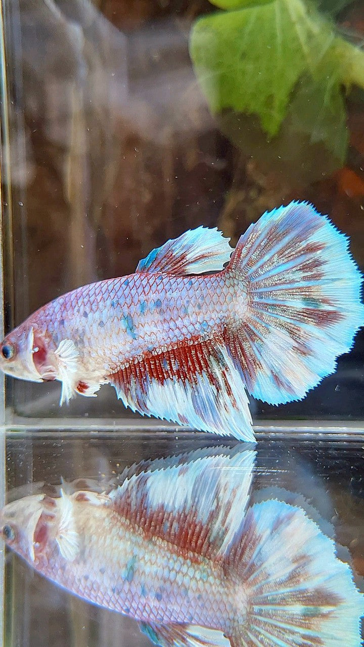 FEMALE GIANT HALFMOON BO 5CM+ BARONGSAI FANCY MULTICOLOR BETTA FISH