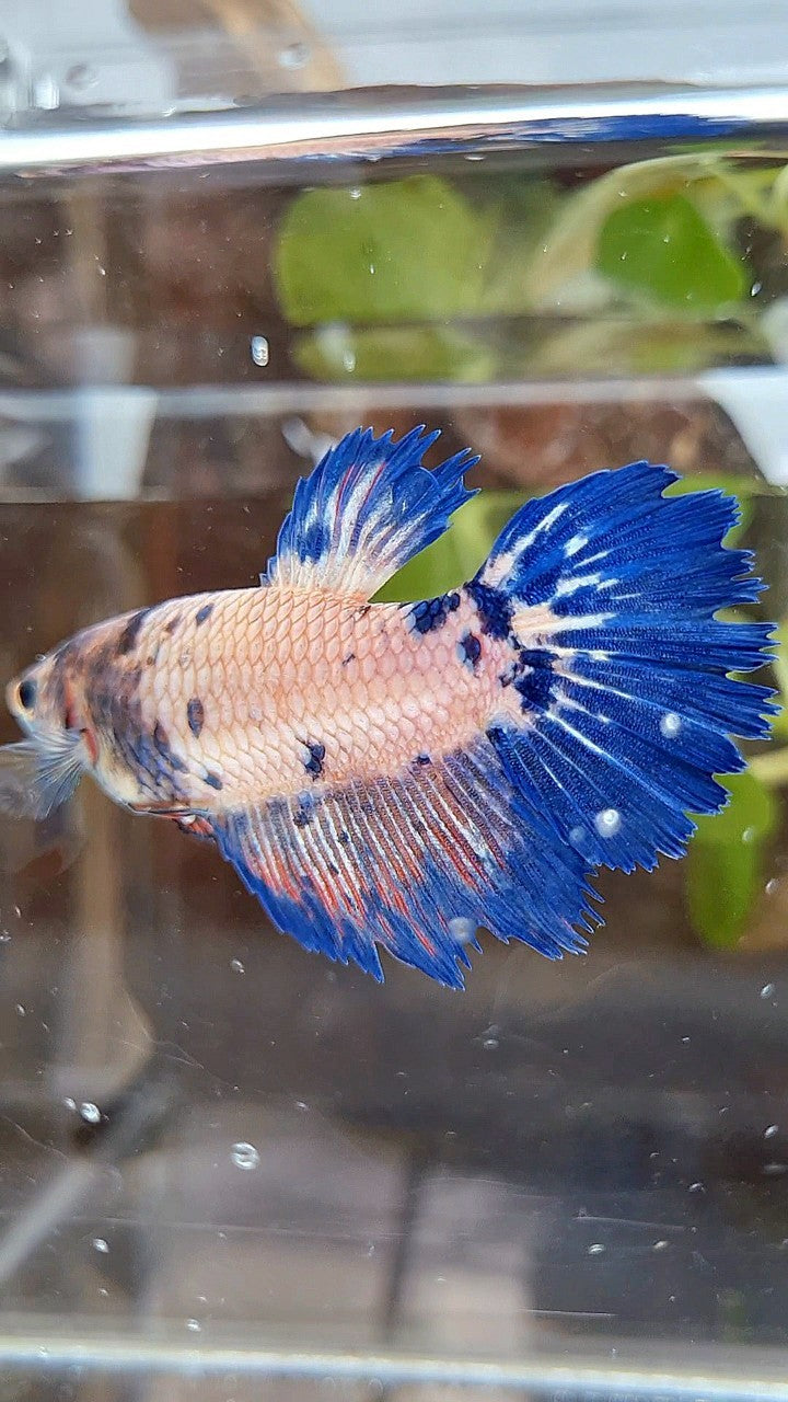 FEMALE GIANT HALFMOON BO 5CM+ CROWNTAIL PINK FLAMINGGO BLUE FANCY RIM BETTA FISH