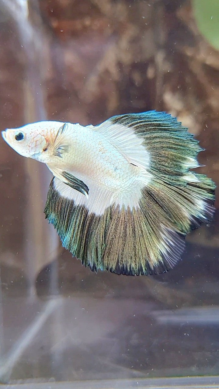 LUXURY HALFMOON DOUBLE TAIL COPPER RIM BUTTERFLY BETTA FISH