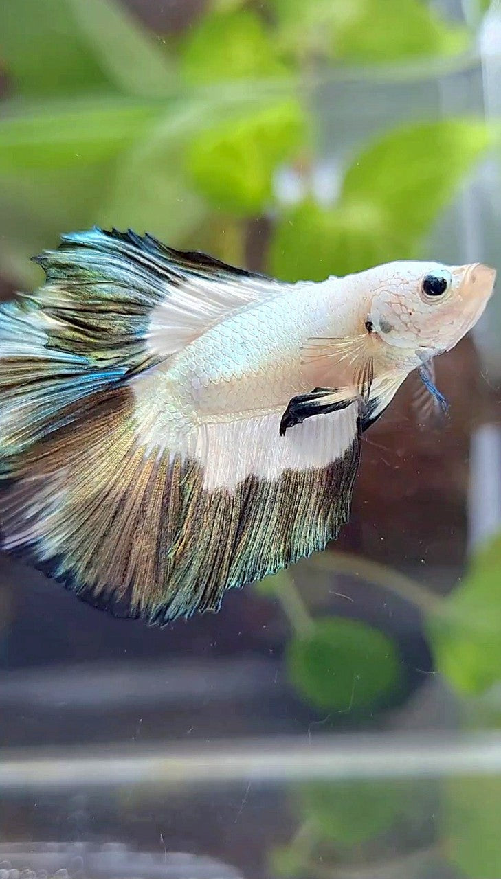LUXURY HALFMOON DOUBLE TAIL COPPER RIM BUTTERFLY BETTA FISH