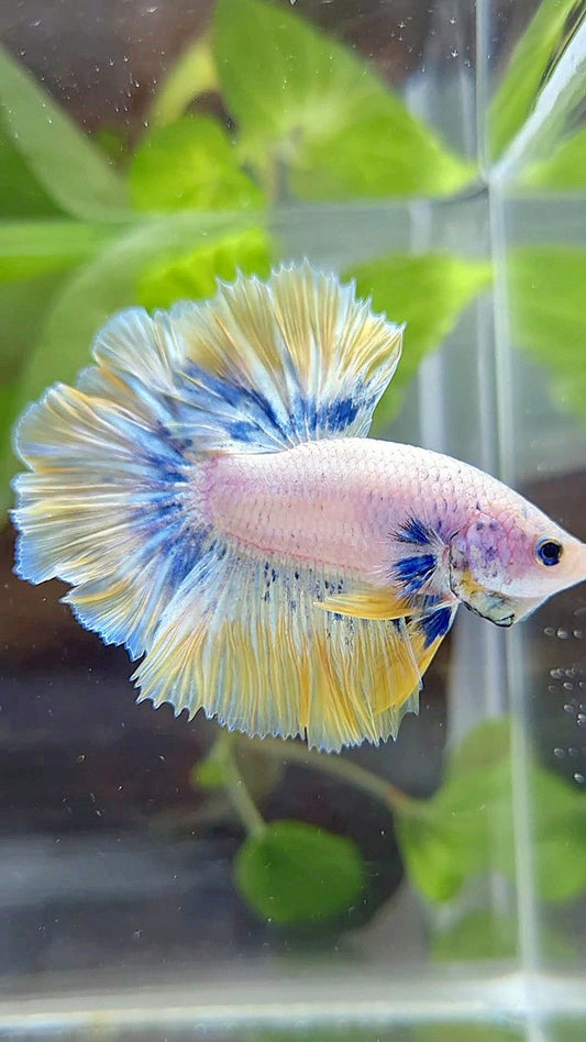 HALFMOON ROSETAIL YELLOW BLUE PATTERN BETTA FISH