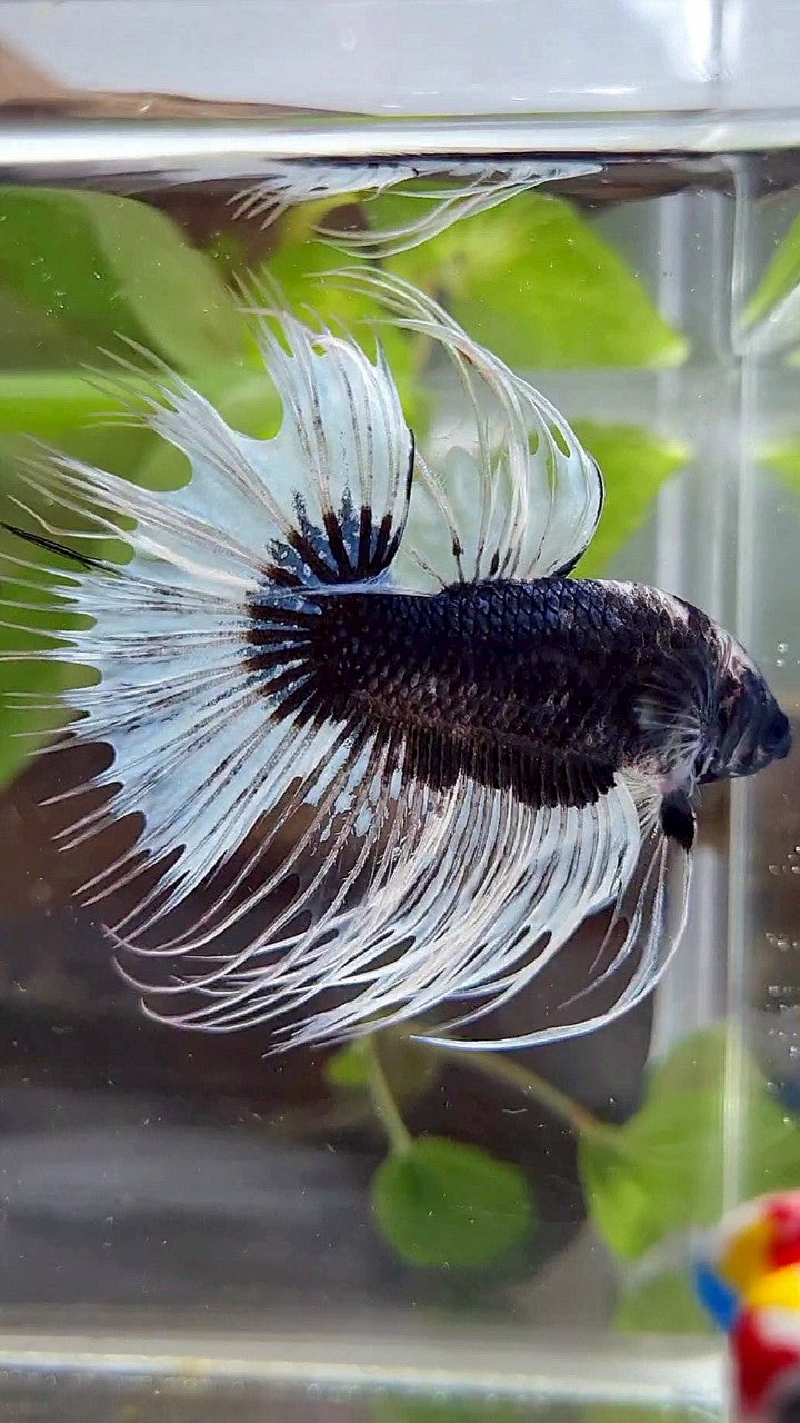 CROWNTAIL BLACK BUTTERFLY PATTERN BETTA FISH