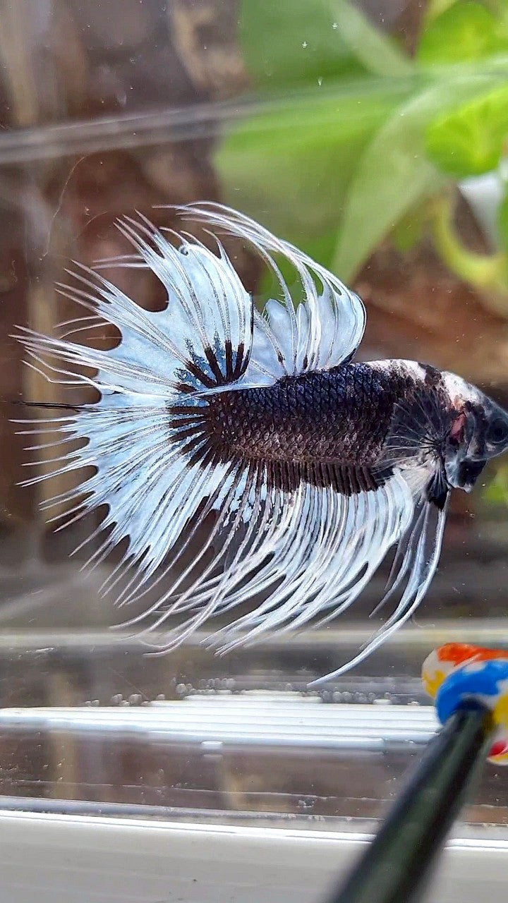 CROWNTAIL BLACK BUTTERFLY PATTERN BETTA FISH