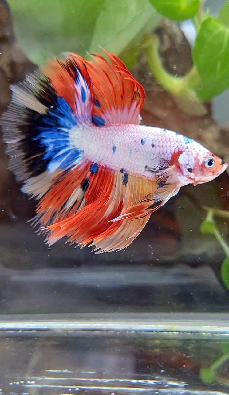 HALFMOON ROSETAIL WHITE ORANGE FANCY CANDY MULTICOLOR BETTA FISH