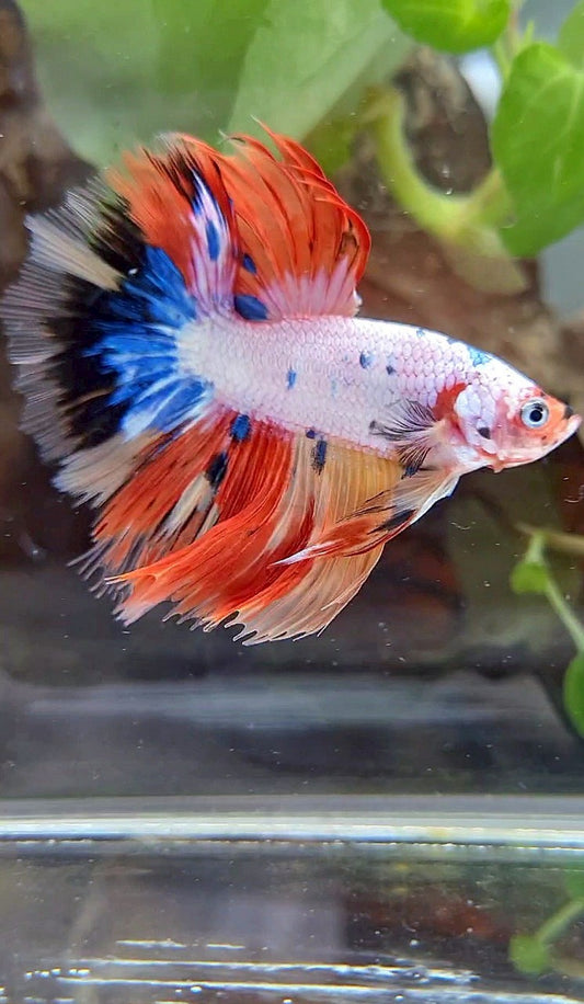 HALFMOON ROSETAIL WHITE ORANGE FANCY CANDY MULTICOLOR BETTA FISH