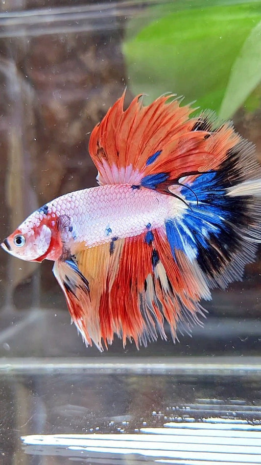 HALFMOON ROSETAIL WHITE ORANGE FANCY CANDY MULTICOLOR BETTA FISH