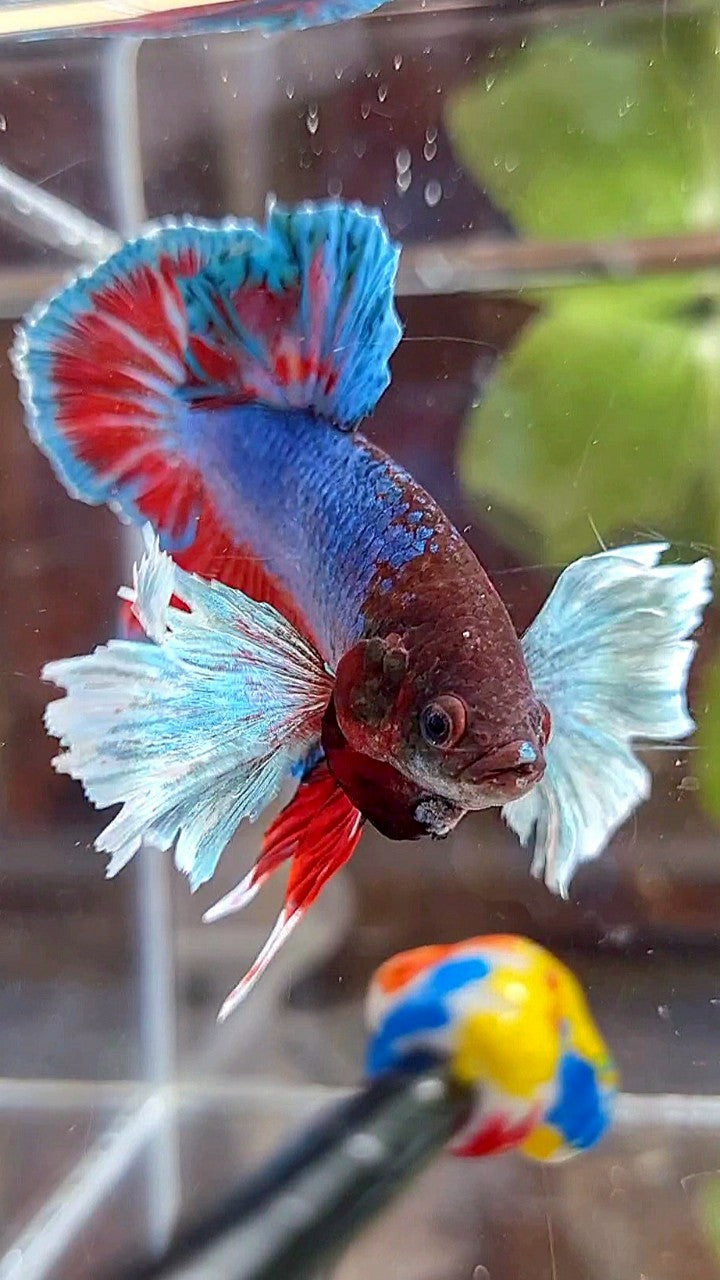 DUMBO EAR – Rare Betta Fish Store