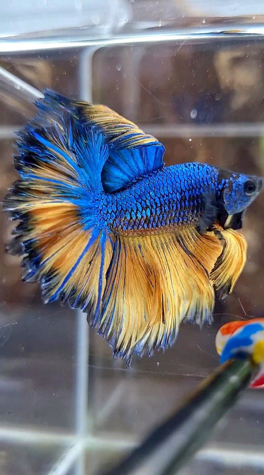 LUXURY HALFMOON SUPER FEATHER TAIL BLUE YELLOW MUSTARD GAS BETTA FISH