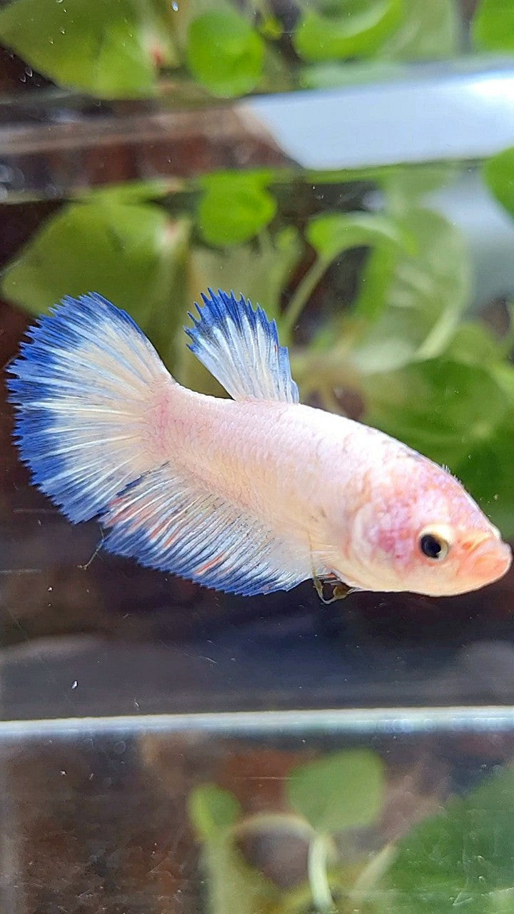 FEMALE XL HALFMOON WHITE SCALE BLUE BANDING BETTA FISH