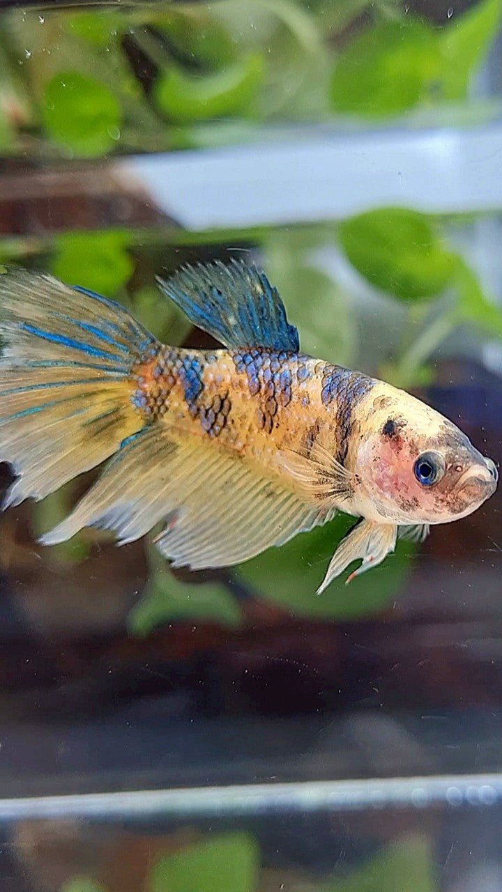 FEMALE XL HALFMOON YELLOW KOI TIGER MULTICOLOR BETTA FISH