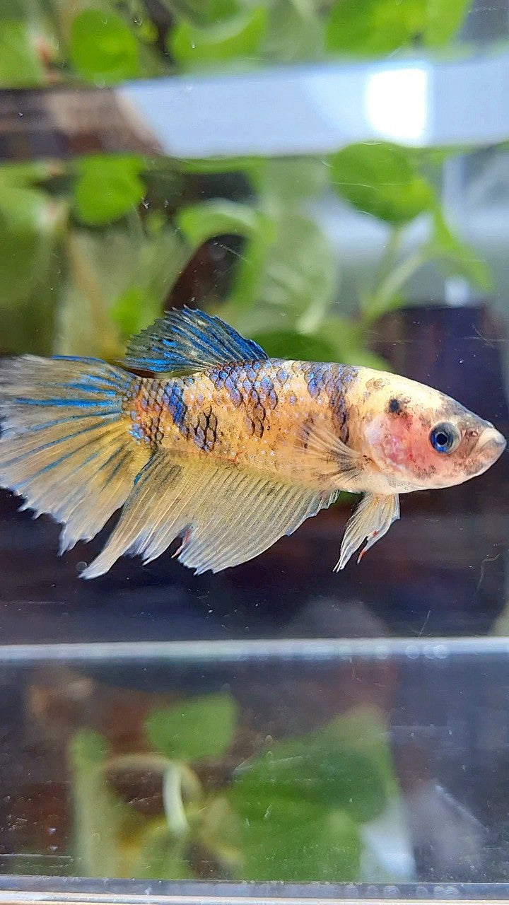 FEMALE XL HALFMOON YELLOW KOI TIGER MULTICOLOR BETTA FISH
