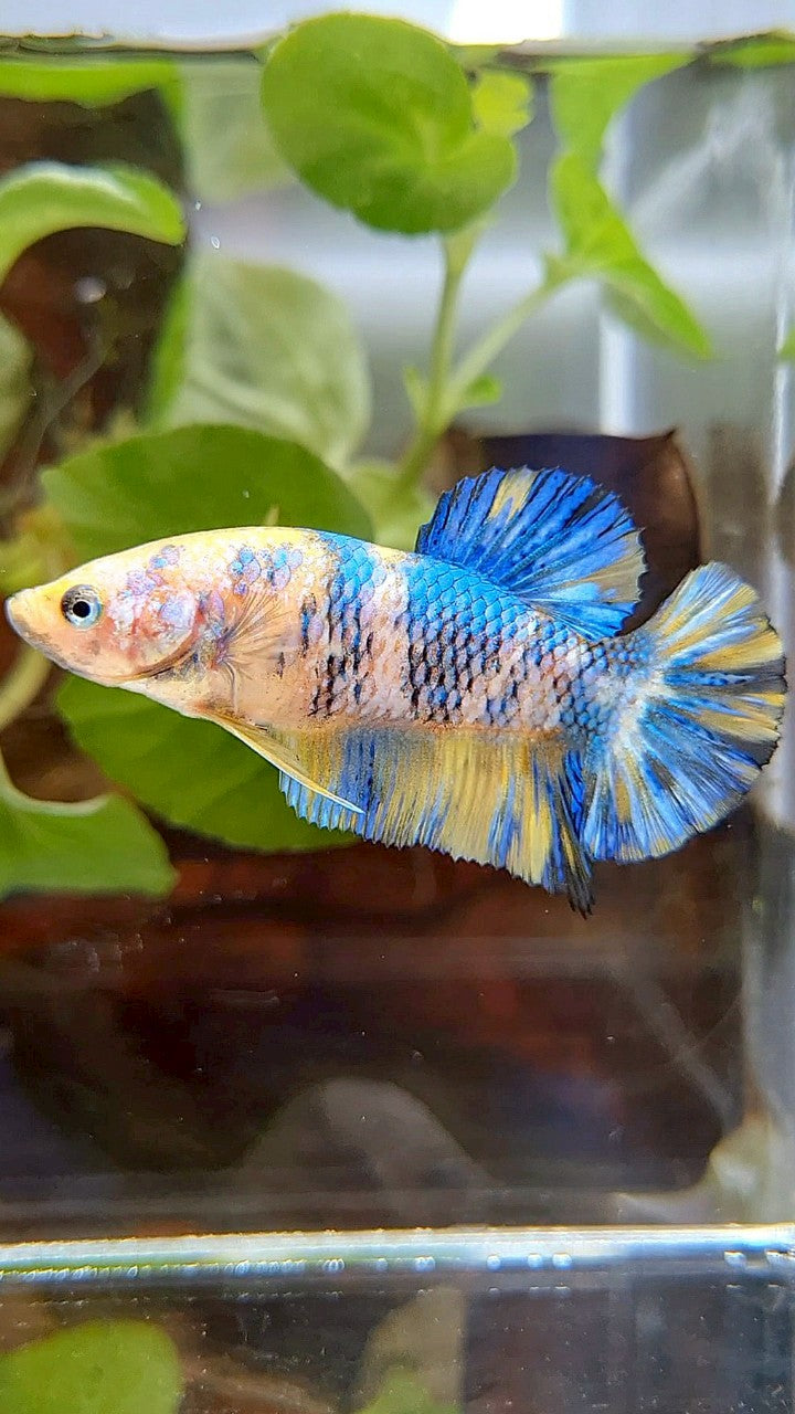 FEMALE PLAKAT YELLOW METTALIC BLUE MULTICOLOR BETTA FISH