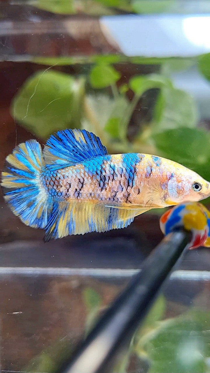FEMALE PLAKAT YELLOW METTALIC BLUE MULTICOLOR BETTA FISH