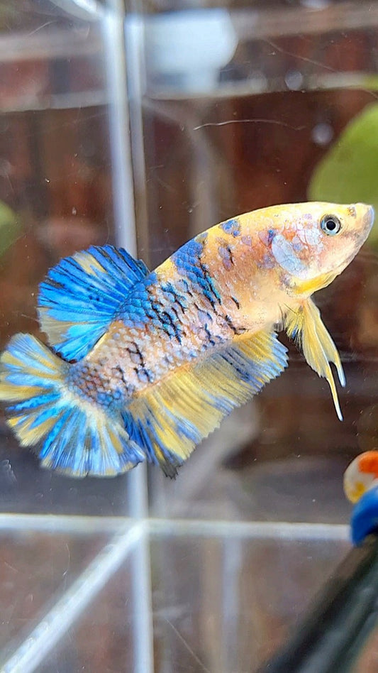 FEMALE PLAKAT YELLOW METTALIC BLUE MULTICOLOR BETTA FISH