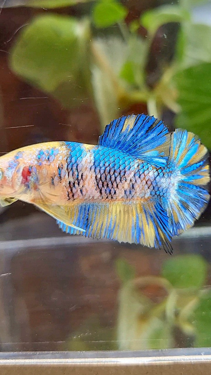 FEMALE PLAKAT YELLOW METTALIC BLUE MULTICOLOR BETTA FISH