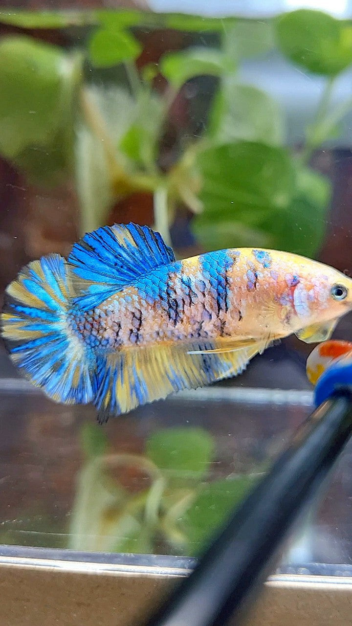 FEMALE PLAKAT YELLOW METTALIC BLUE MULTICOLOR BETTA FISH