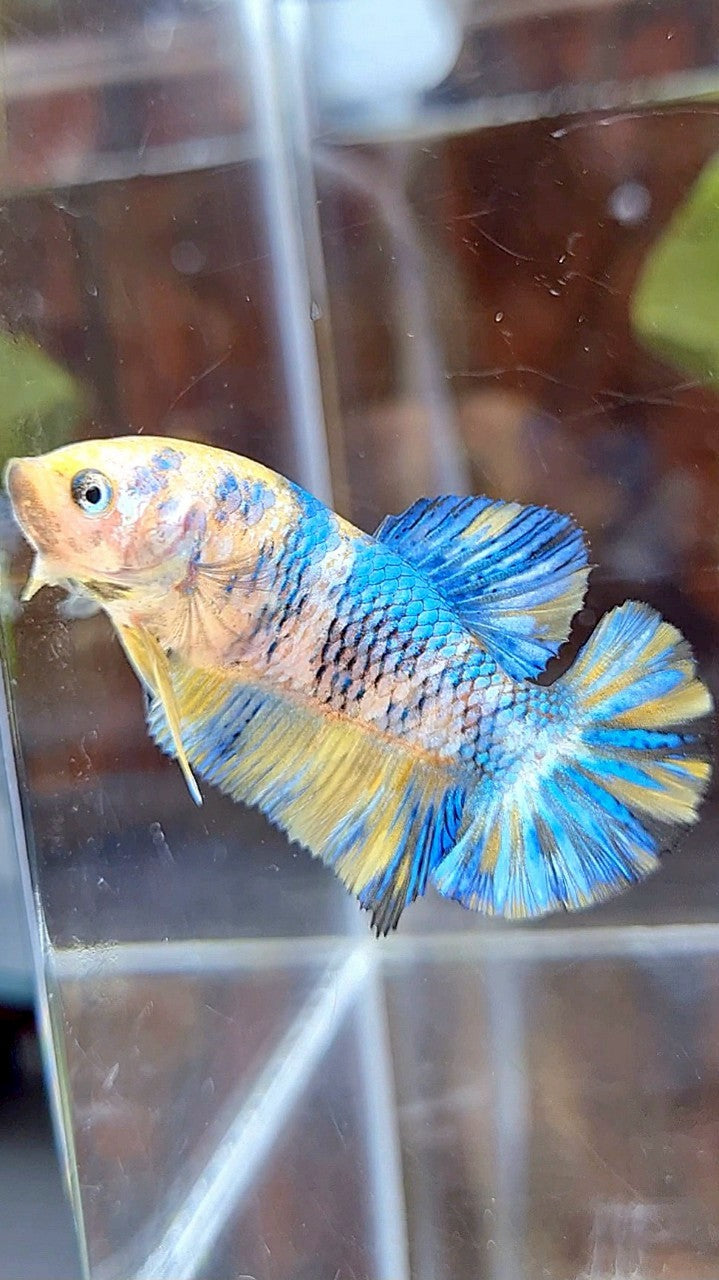 FEMALE PLAKAT YELLOW METTALIC BLUE MULTICOLOR BETTA FISH