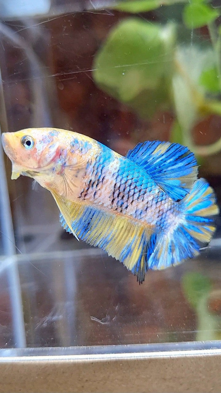 FEMALE PLAKAT YELLOW METTALIC BLUE MULTICOLOR BETTA FISH