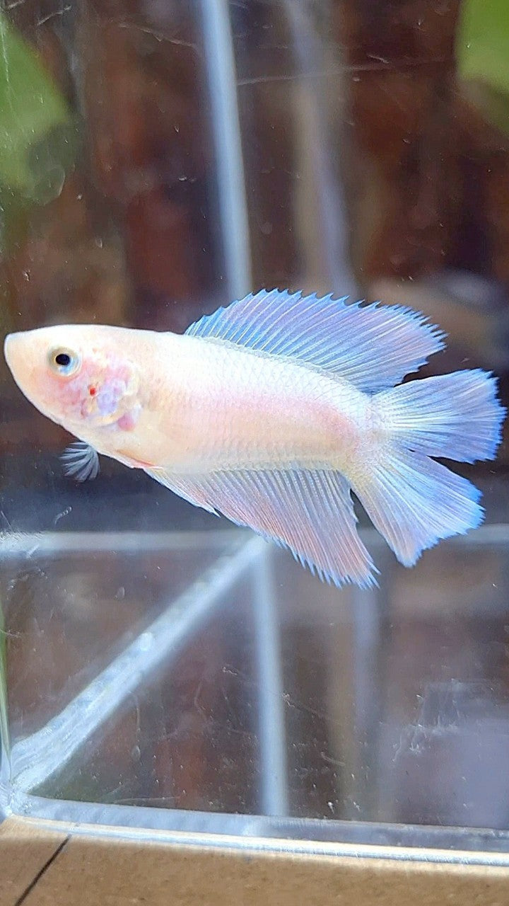 FEMALE HALFMOON DOUBLE TAIL PINK BETTA FISH